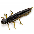 Dragonfly 1.7